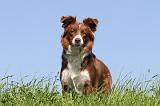 BORDER COLLIE 576
